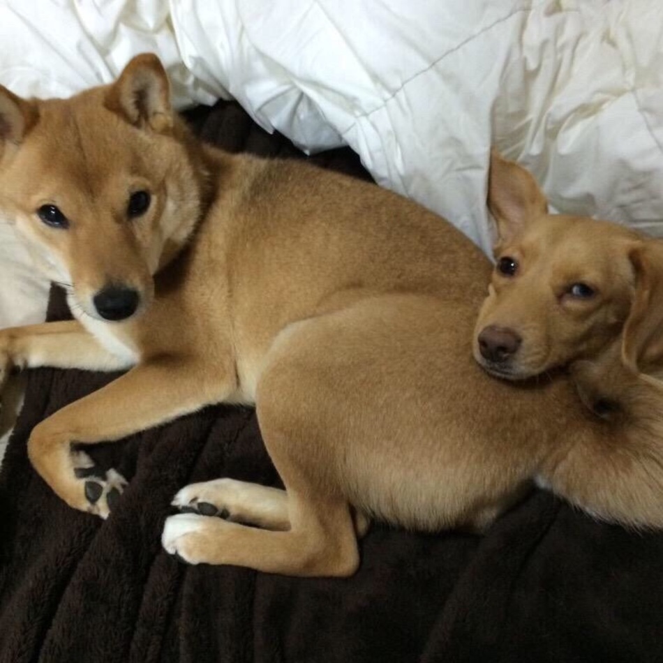 しーちゃんのカバー写真