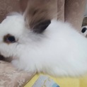 ライオンドワーフくん☆里親募集中