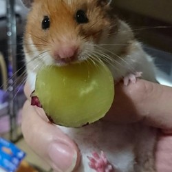 もらったお芋は放さない