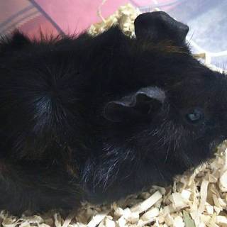 アビシニアンモルモットの里親さん募集