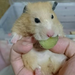 お芋を食べるモモちゃん