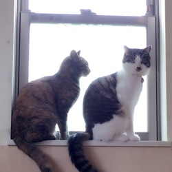 「招き猫」サムネイル2