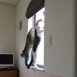 「招き猫」サムネイル3