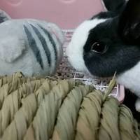 ダッチ