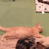 おいものおうち