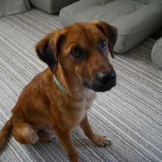 「げんちゃん」です。里親決定しました。