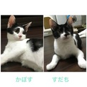 甘えん坊すぎる兄弟の里親さま募集！