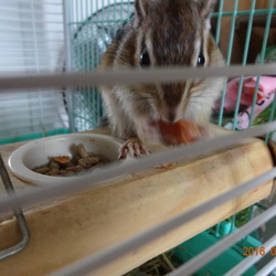 こたろう、椎の実を食べる。