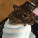 懐っこいひょうきん者なデグーです
