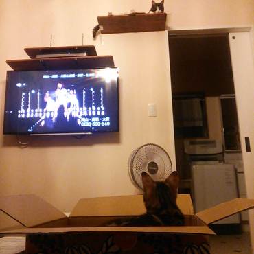 リンちゃんの写真