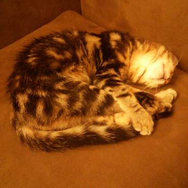 凛ちゃんも大きくなってこの前乳歯が抜けました