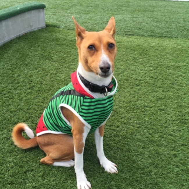 ゴンゾウひろゆきこまのカバー写真