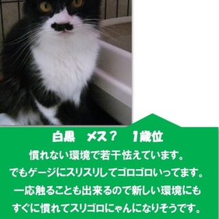 可愛いチョビちゃんです(^○^)