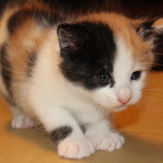 可愛い三毛猫　千と千尋　姉妹