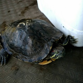 ミシシッピーアカミミガメ女の子