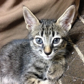 7月29日生まれの子猫です。
