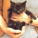五週間 シャムmixと黒長毛2/2