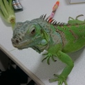 グリーンイグアナ メス