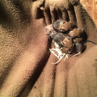 デグー里親募集