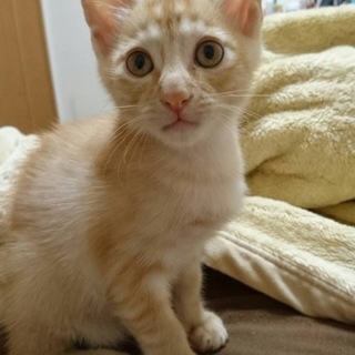生後2ヶ月子猫♡