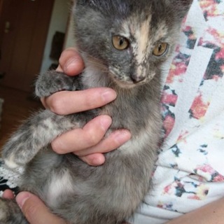 宮城に迎え来れる方！生後2ヶ月子猫☆