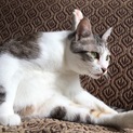 甘えん坊で人懐っこい美猫です！
