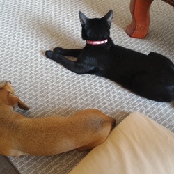 涼しくて気持ちよく昼寝してる