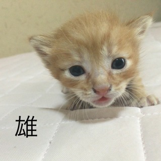 生後3週間の子猫の里親を募集しています