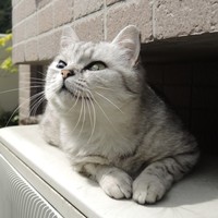 りん