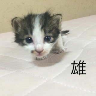 生後3週間の子猫の里親募集