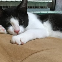 クララ