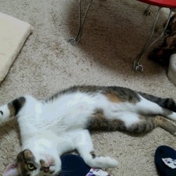 かまってポーズ