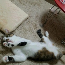 「かまってポーズ」サムネイル2