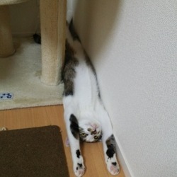 「かまってポーズ」サムネイル3