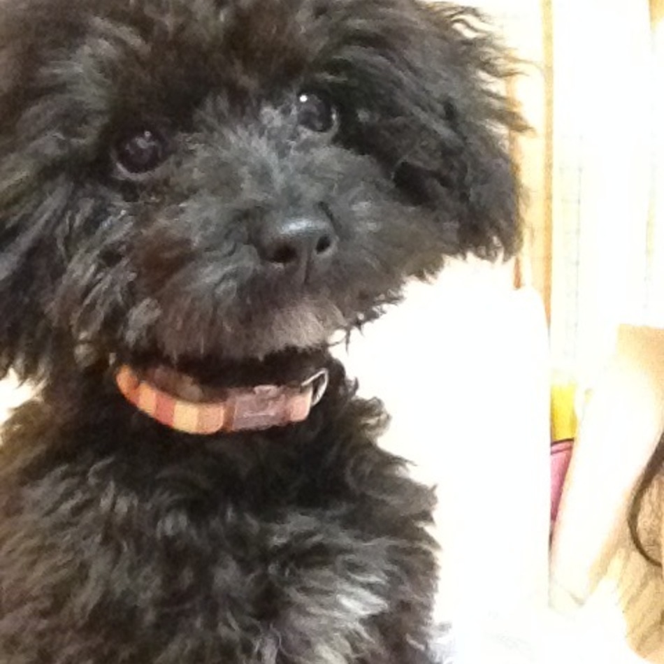 マロンのカバー写真