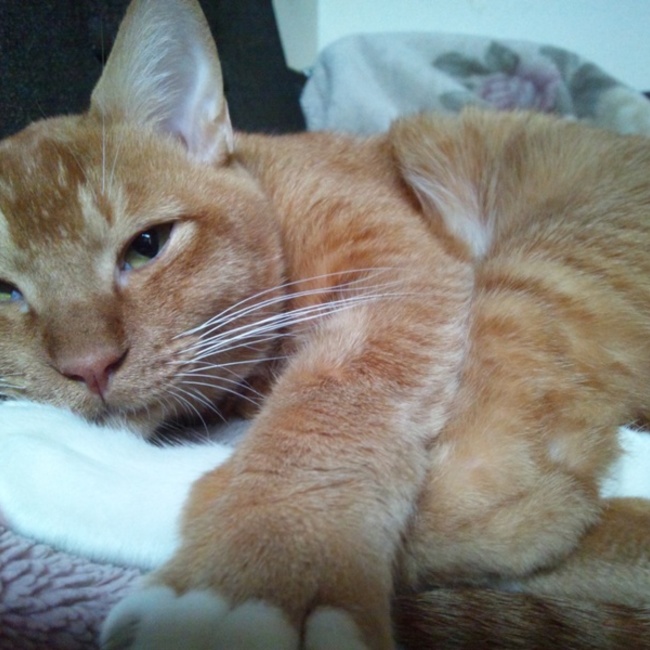 陽咲庵のカバー写真