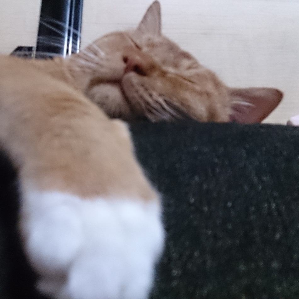 にゃんた丸のカバー写真