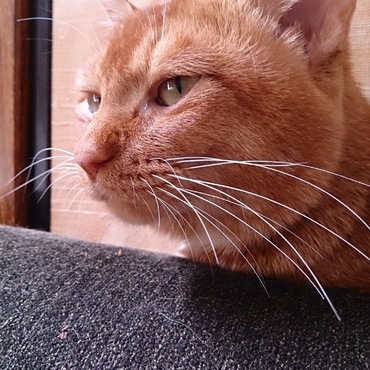 ちょっと眠い朝の にゃんた丸くん