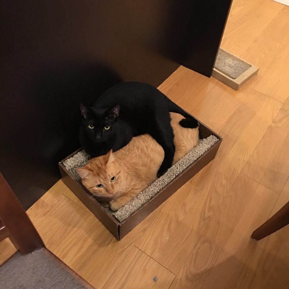 くろたのカバー写真