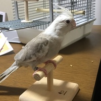 ココ