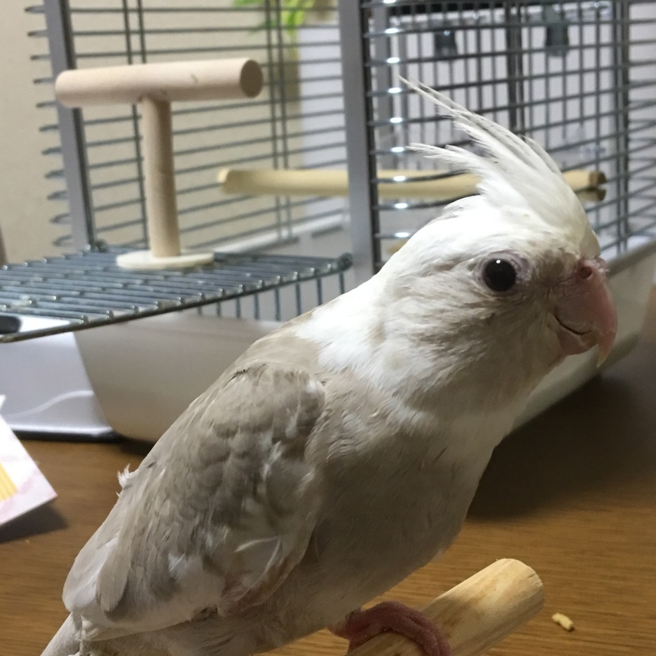 ココのカバー写真