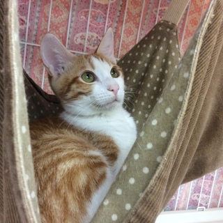 トライアル中。一時募集停止させていただきます。