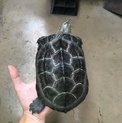 【クサガメの里親募集】