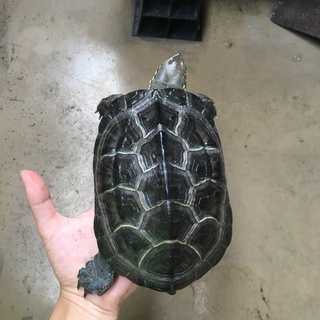 【クサガメの里親募集】