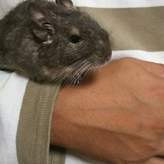 ブルーデグー1才メス