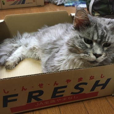 新鮮フレッシュなルナちゃん