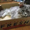 新鮮フレッシュなルナちゃん