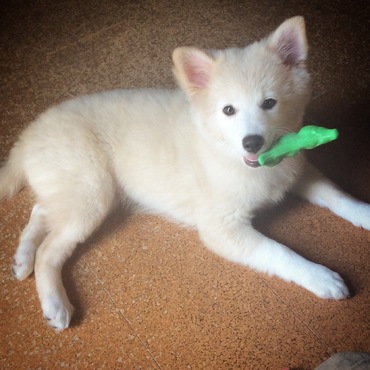 どんどん育つ暴れん坊＆食いしん坊サフィ。