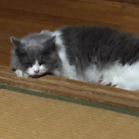 りょう