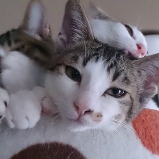 ゴミ袋に捨てられていました